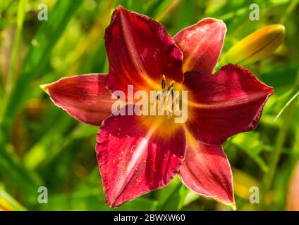 Eine Makroaufnahme eines roten Daylily blühen. Stockfoto