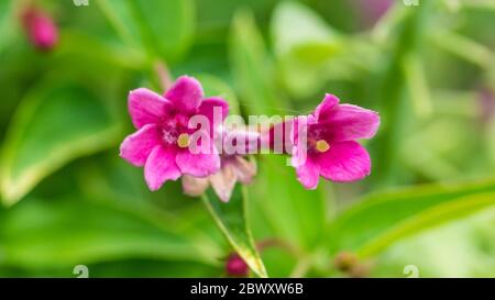 Ein Makrofoto von einigen roten Jasminblüten. Stockfoto