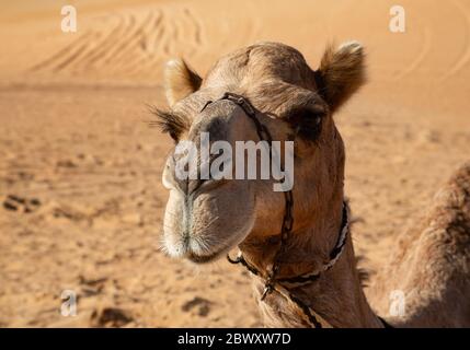 Porträt eines Dromedarkamels in der Wüste Wahiba Sands in Oman mit langen Augenlider Stockfoto