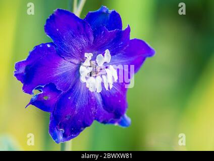 Eine Makroaufnahme einer tiefblauen Delphinium-Blüte. Stockfoto