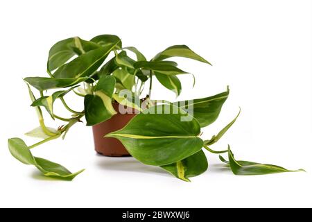 'Philodendron Hederaceum scandens Brasil' tropische Kriechpflanze mit gelben Streifen in Blumentopf isoliert auf weißem Hintergrund Stockfoto