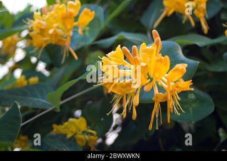 Europäische Geißblatt Kiefer in voller goldgelber Blüte Stockfoto