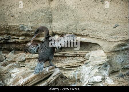 Ein flugloser Kormoran (Phalacrocorax harrisi) auf den Felsen entlang der Küste der Insel Isabela, auf den Galapagos-Inseln, Ecuador. Stockfoto