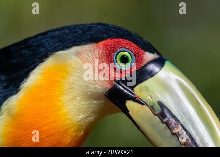 Ein rotreihiger Toucan (Ramphastos dicolorus) Gesicht Details Stockfoto