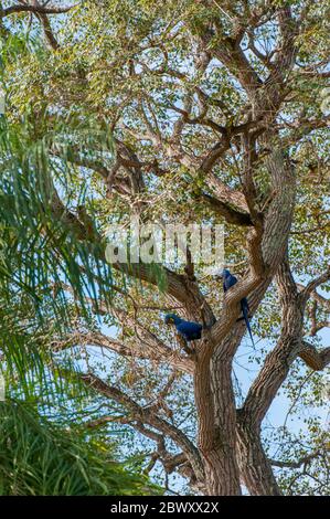 Hyazinthara (Anodorhynchus hyacinthinus) auf einem Ast im nördlichen Pantanal, Mato Grosso Provinz von Brasilien. Stockfoto