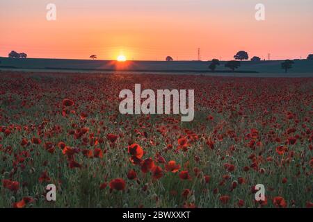 Feld der roten Mohnblumen bei Sonnenaufgang Stockfoto