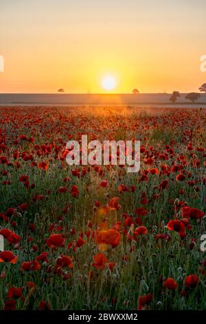 Feld der roten Mohnblumen bei Sonnenaufgang Stockfoto