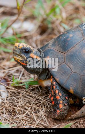 Eine Rotfußschildkröte (Chelonoidis carbonarius) auf der Caiman Ranch im südlichen Pantanal, Mato Grosso Provinz von Brasilien. Stockfoto