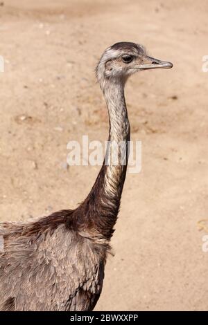 Nandu oder Rheas aus Südamerika, entfernt verwandt mit dem Strauß und emu. Nahaufnahme von Kopf und Hals mit verschwommenem Savannenhintergrund. Stockfoto