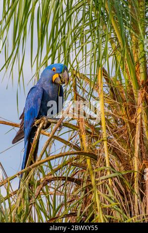 Hyazinth-Makaw (Anodorhynchus hyacinthinus) auf dem Zweig des Baumes auf der Caiman Ranch im südlichen Pantanal, Mato Grosso Provinz Brasilien. Stockfoto