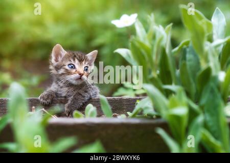 Jungkatze oder Kätzchen im grünen Gras Stockfoto