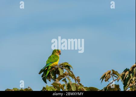 Ein Pfirsichsittich (Eupsittula aurea) auf einem Baum auf der San Francisco Ranch im südlichen Pantanal, Mato Grosso Provinz von Brasilien. Stockfoto