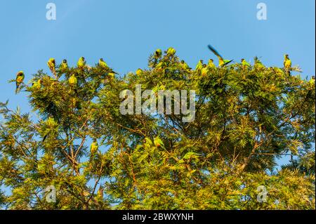 Nanday Sittich (und früher Schwarzhugelsittich genannt) auf einem Baum auf der San Francisco Ranch im südlichen Pantanal, Mato Grosso Provinz Bra Stockfoto