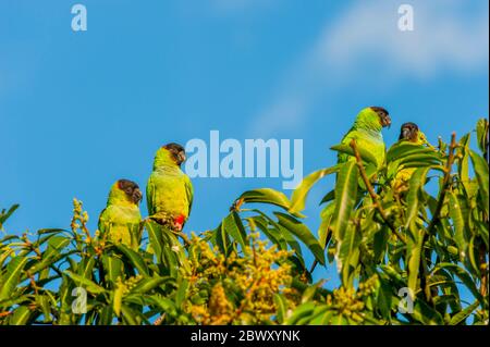 Nanday Sittich (und früher Schwarzhugelsittich genannt) auf einem Baum auf der San Francisco Ranch im südlichen Pantanal, Mato Grosso Provinz Bra Stockfoto