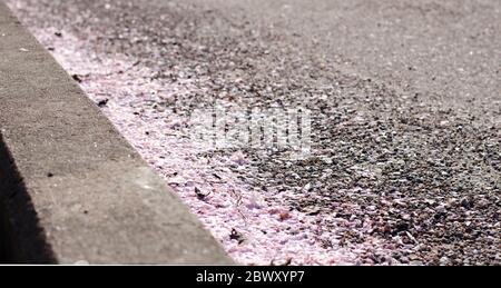 Japanische Kirschblüten, prunus serrulata, entlang des Pflasters an einem sonnigen Tag. Stockfoto