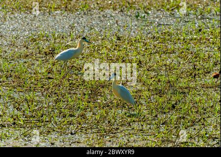 Kappreiher (Pilherodius pileatus) auf der Suche nach Nahrung an einem Teich auf der San Francisco Ranch im südlichen Pantanal, Mato Grosso Provinz von Brasilien. Stockfoto