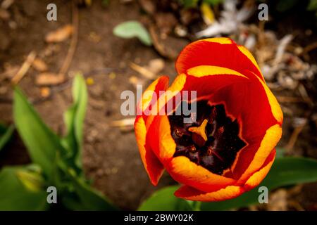 Rote Frotteetulpe mit Muscari im Hintergrund. Stockfoto