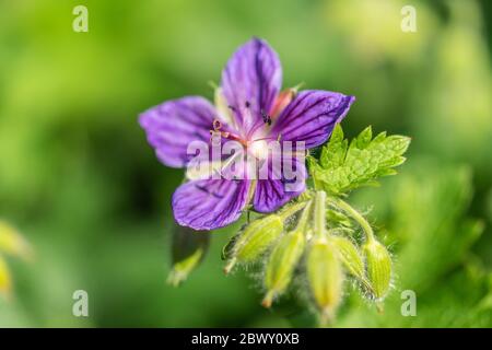 Nahaufnahme einer rosa Geranium maculatum Blume in Südengland, Großbritannien Stockfoto