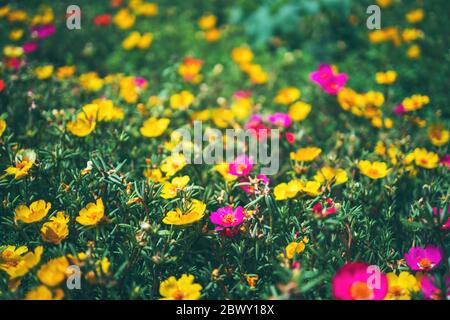 Bunte Blumen in einem landwirtschaftlichen Feld, schöne natürliche Hintergrund Stockfoto