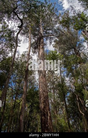 Eukalyptusbaum unter den dritthöchsten Bäumen der Welt drei Wasserfälle verfolgen Mount Field National Park Tasmanien Australien Stockfoto