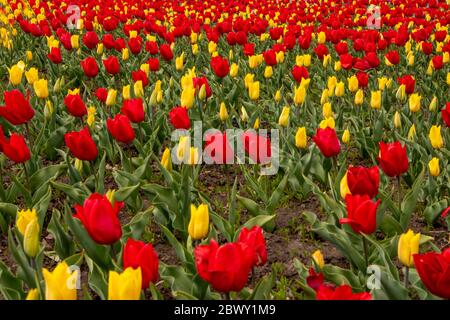 Tulpenfeld. Schönes Feld von roten und gelben Tulpen. Stockfoto