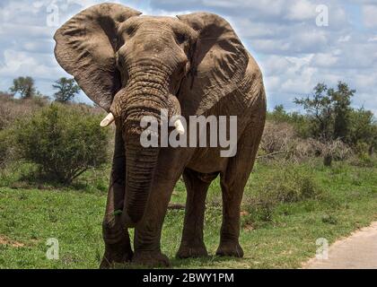 Zu nahe für Komfort im Kruger Nationalpark Stockfoto