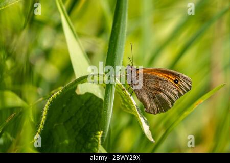 Nahaufnahme von Meadow Brown Butterfly auf grünem Pflanzenstamm Stockfoto