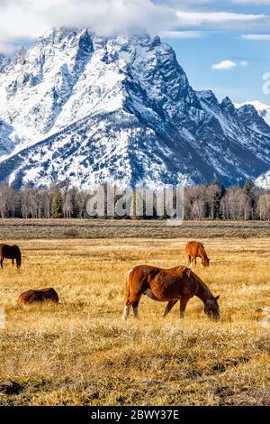 Pferde grasen auf dem Feld, am Fuße des schneebedeckten Grand Teton Mountain, im Grand Teton National Park Stockfoto