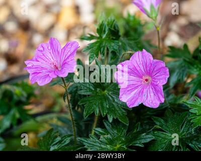 Blüten der winterlichen Boden bedeckt mehrjährige, Geranium sanguineum 'Tiny Monster' Stockfoto