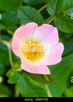 Eine einzige Blume der britischen Hundrose, Rosa canina, in einer späten Mai-Ausstellung Stockfoto