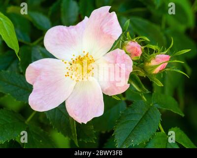 Eine einzige Blume der britischen Hundrose, Rosa canina, in einer späten Mai-Ausstellung Stockfoto