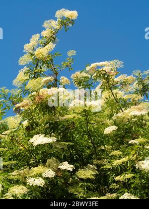 Schaumige weiße Blütenköpfe von Holunder, Sambucus nigra, gegen einen blauen Mai-Himmel über einem britischen Heckenhut Stockfoto