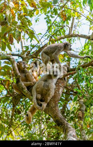 Die nördlichen Muriqui-Affen (Brachyteles hypoxanthus) sind eine bedrohte (wollige Spinnenaffen) Art, hier im atlantischen Regenwald in der Karatinga Stockfoto