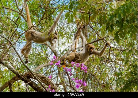 Die nördlichen Muriqui-Affen (Brachyteles hypoxanthus) sind eine bedrohte (wollige Spinnenaffen) Art, hier im atlantischen Regenwald in der Karatinga Stockfoto