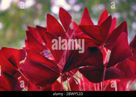 Leuchtend rote Blätter von dekorativen oxalis triangularis oder lila Schamrock auf einem verschwommenen Hintergrund Nahaufnahme. Stockfoto