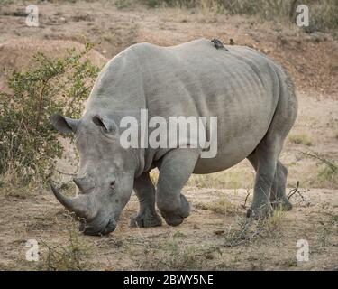 Großes weißes Nashorn, das in Greater Kruger lebt, dem Gebiet außerhalb des Krüger Nationalparks in einem Gebiet, das Teil der zugehörigen privaten Naturschutzgebiete ist. Stockfoto