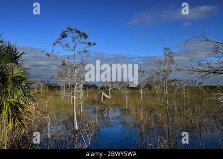 Sawgrass und ZwergZypressenwald im Everglades National Park Stockfoto