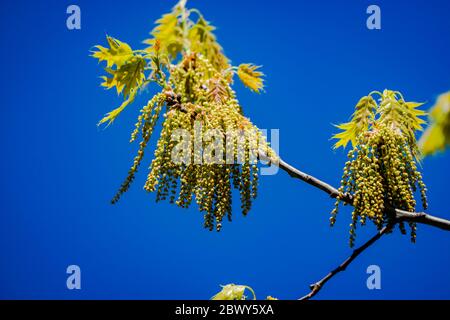 Eichenbaum Kätzchen im Frühling Stockfoto