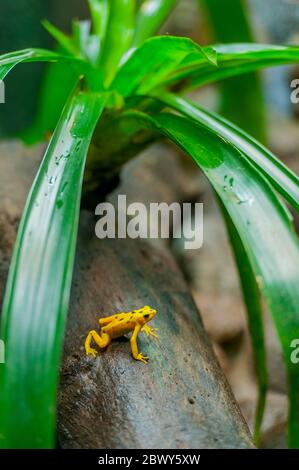 Der panamaische Goldfrosch (Atelopus zeteki), auch bekannt als Cerro Campana Stubfoot Kröte, eine vom Aussterben bedrohte Art, hier in Gefangenschaft am El Stockfoto