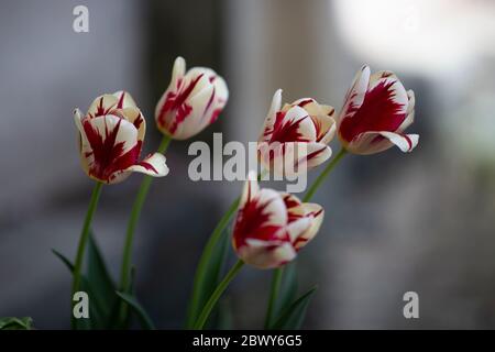Fünf Tulpen mit unscharfem Hintergrund Stockfoto