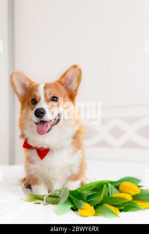 Cute Corgi Hund in stilvollen roten Bomberjacke sitzen in der Nähe Tulpen Blumen. Konzept Haustiermode Stockfoto