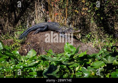 Ein Alligator, teilweise mit grünem Dreck bedeckt, sonnt sich auf einem Erdhügel entlang des Silver River im Silver Springs State Park, Florida, USA Stockfoto