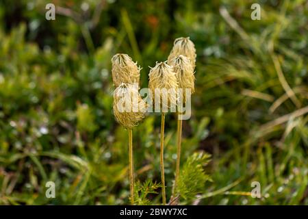 Kleine Gruppierung von pasque Blumen in Feld während des späten augustmorgen zum Samen gegangen Stockfoto