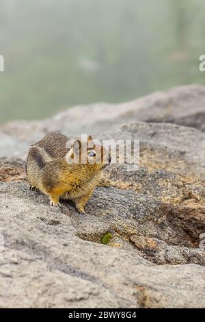 Fetter kleiner Streifenhörnchen sitzt im Nebel entlang der Kanten der alpinen Wiese am Mount rainier washington Stockfoto