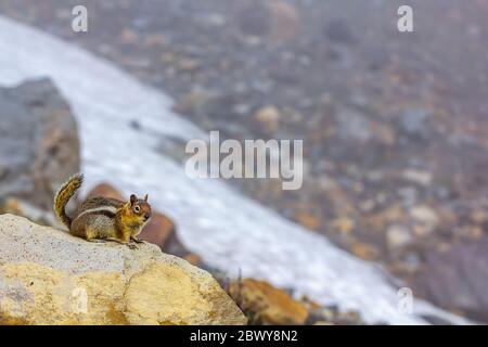 Kleiner Chippmunk auf Felsen in der Nähe von alpinen Schneefeldern im Hochsommer nahe Mount rainier Stockfoto