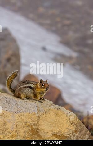 Kleiner Chippmunk auf Felsen in der Nähe von alpinen Schneefeldern im Hochsommer nahe Mount rainier Stockfoto