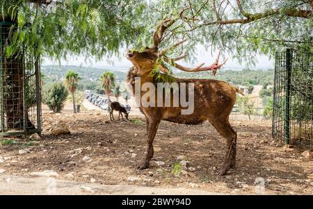 Idillische Ansicht eines Reh kratzenden Augen mit einem Zweig im Wald geschlossen Stockfoto