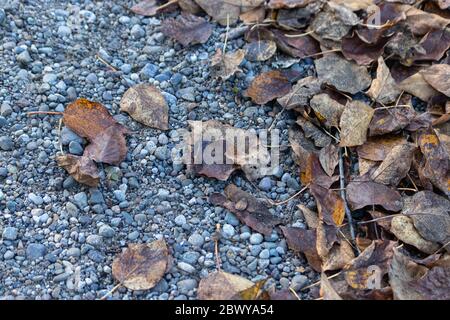 Braune und gelbe Herbstblätter stapelten sich auf dem mit Kies bedeckten Boden Stockfoto