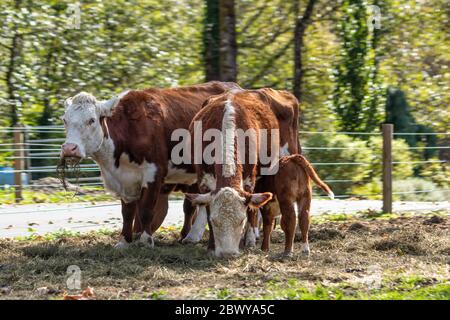 Zwei Kühe grasen im Sommer mit einem kleinen Kalb mit einem verschwommenen Hintergrund Stockfoto