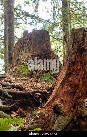 Zwei alte Baumstümpfe vergehen mitten im Wald Stockfoto